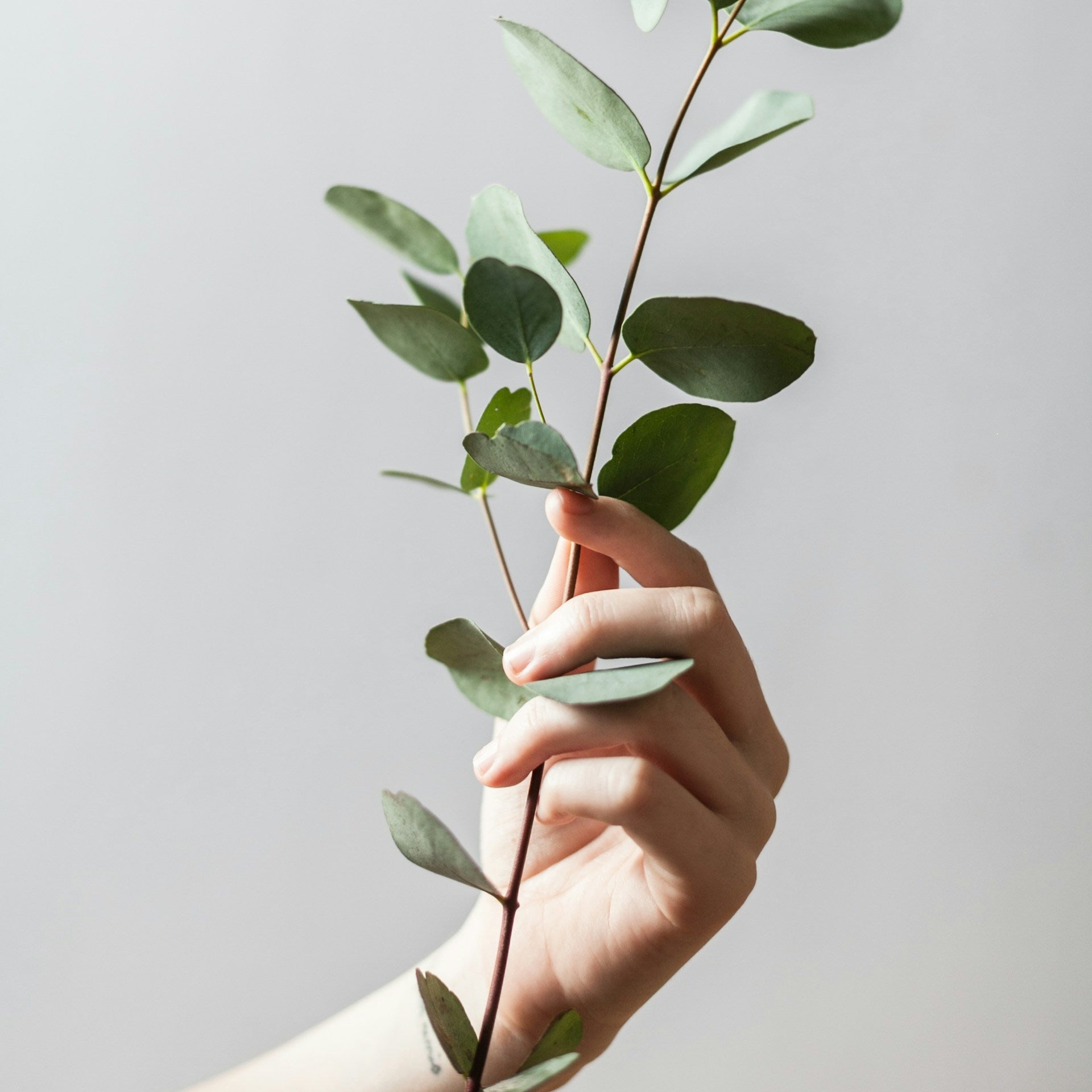 Eucalyptus